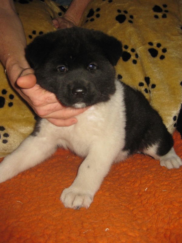 Puppies